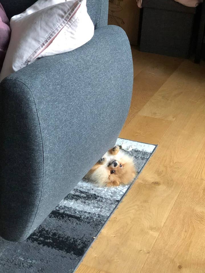 It's a good dog peeking out from under a couch.