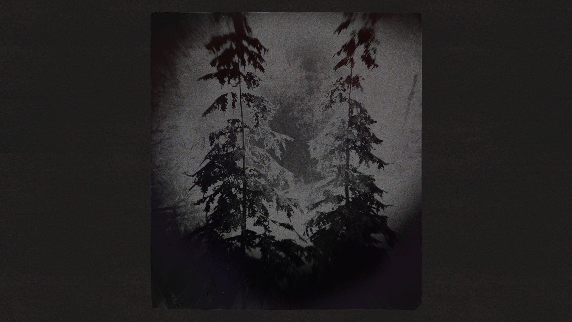 A murky shot of some trees in Alan Wake 2 - 9