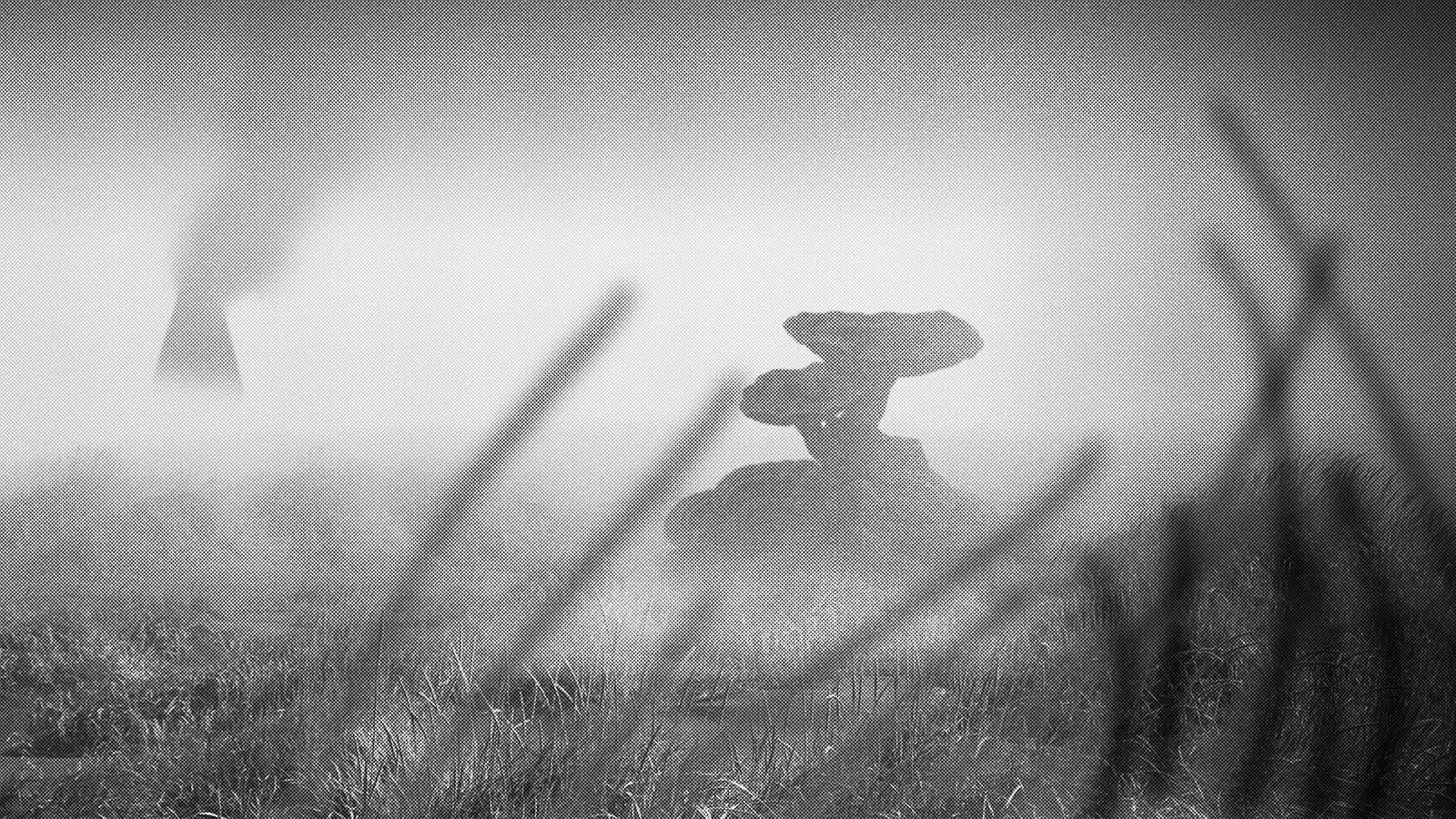A greyscale image of a field with a large mushroom fungal growth in the middle of it.