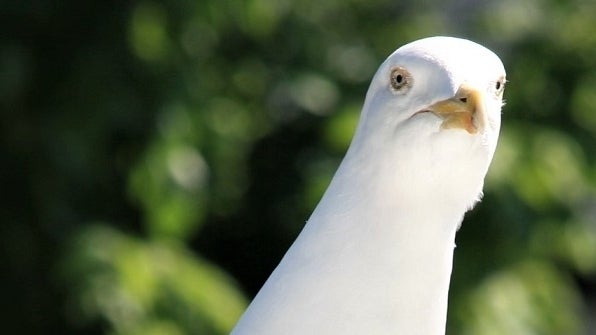 Someone should make a game about: Seagulls