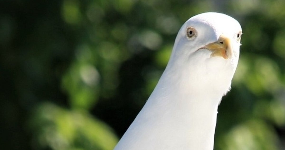 What we've been playing - "like a seagull by a bin, I decided to have a peck"