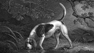 A black and white engraving of a hound dog drinking from a pool of water in a forest