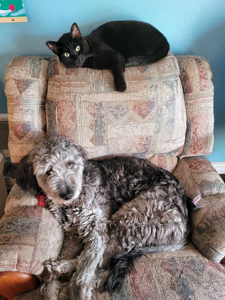 It's a good kitty and a good dog.