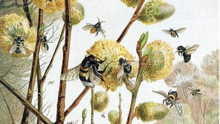 A spring day in the life of insects: various species of bees are foraging on catkins among budding branches, from Brehms Tierleben, vol. 9, artist unknown