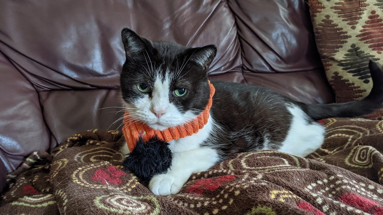 A photo of adorable tuxedo cat Maro, who has also been modded into the video game Stray.