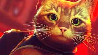 stray zoomed in shot of a cute kitty on a red background