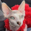 A photo of real-world cat Peppermint The Bougie Sphynx.