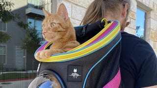Stray z nietypowym gadżetem - plecakiem dla kota za 945 zł