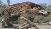 How to tame Andrewsarchus in Ark Survival Evolved
