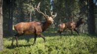 Two brown deer with larger antlers wander across a sunny woodland in theHunter: Call Of The Wild.
