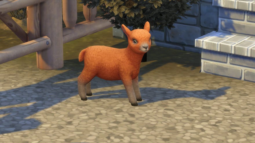An orange mini sheep makes adorable eyes at the camera as it stands next to a fence at the foot of some stone steps in The Sims 4 Horse Ranch.