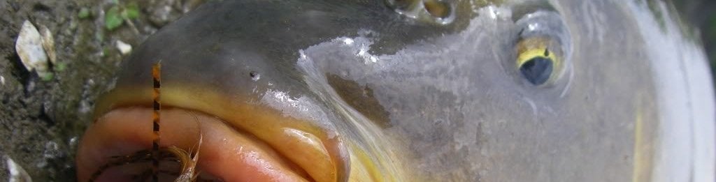 Train Simulator-studio bouwt visgame Dovetail Games Fishing