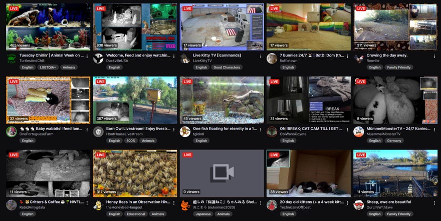 An image showing the Animals category on Twitch, with several livestreams visible including those featuring ducks, bees, cats, and much more.