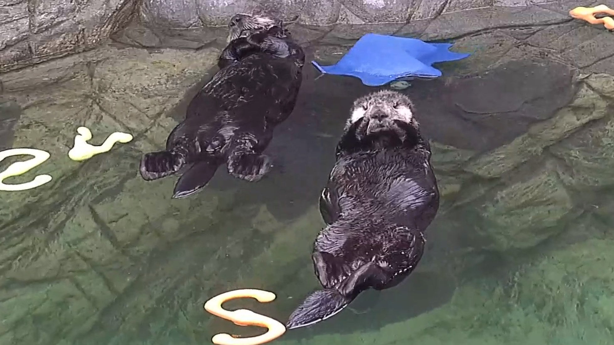Sea otters floating on their backs on the Marine Mammal Rescue Centre&rsquo;s Twitch channel.