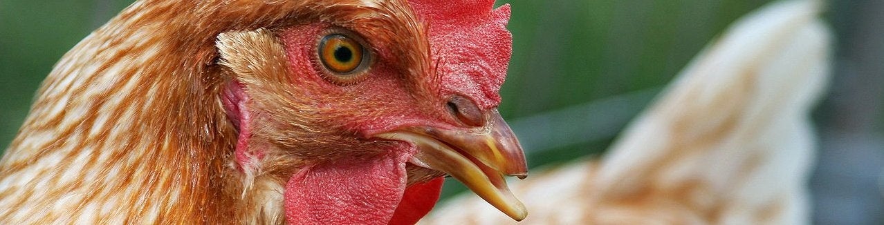 Unreal Tournament-studio lanceert Tappy Chicken