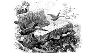 A person gazes at seabirds in an illustration from 'Perdus dans les Glaces'.