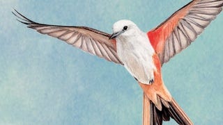 The serene strategy of Wingspan, a game about attracting birds