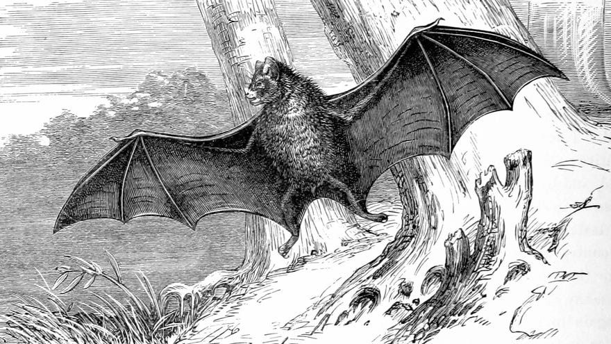 An illustration of a bat flying.