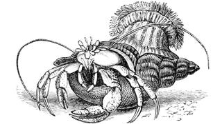 An illustration of a hermit crab with an anenome on its shell.