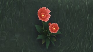 wuthering waves belle poppy flower
