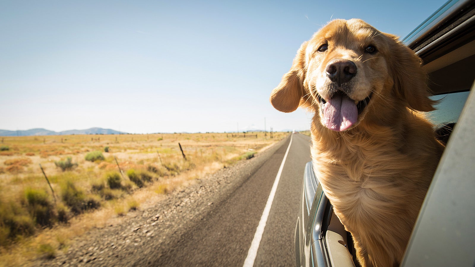 A dog - a golden retriever - shoves its head out of a car window and its tongue out its mouth as it enjoys the drive along flat and deserted arid landscape.