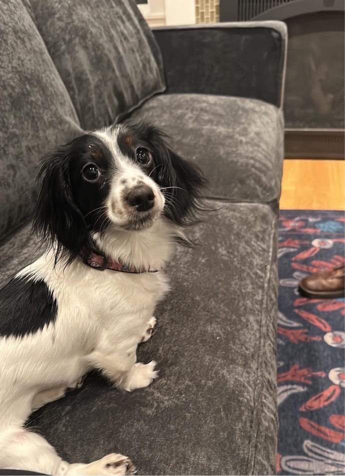 A photograph of Zach Adams' dog, Jojo, a very cute black and white Dachshund sitting on a grey sofa.
