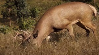 Zvířata ve Far Cry 5: Kdo loví koho?